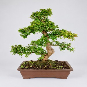 Carmona S Shape Bonsai — 45 cm Grade