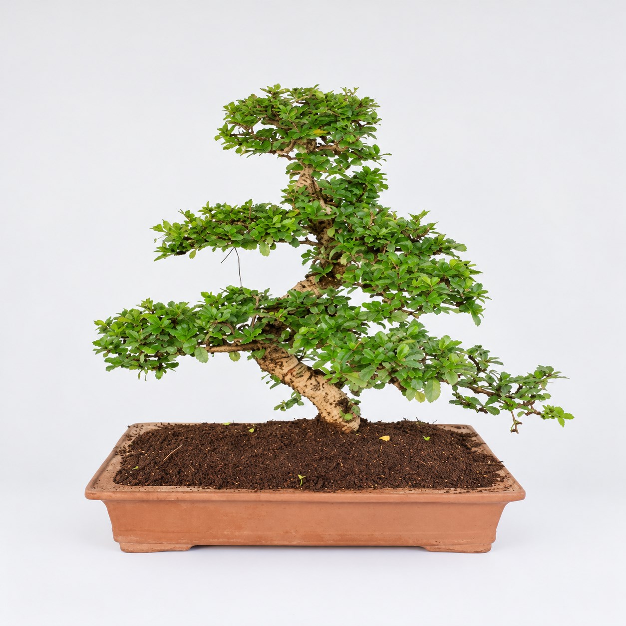 Carmona S Shape Bonsai — 50 cm Grade Featured Image