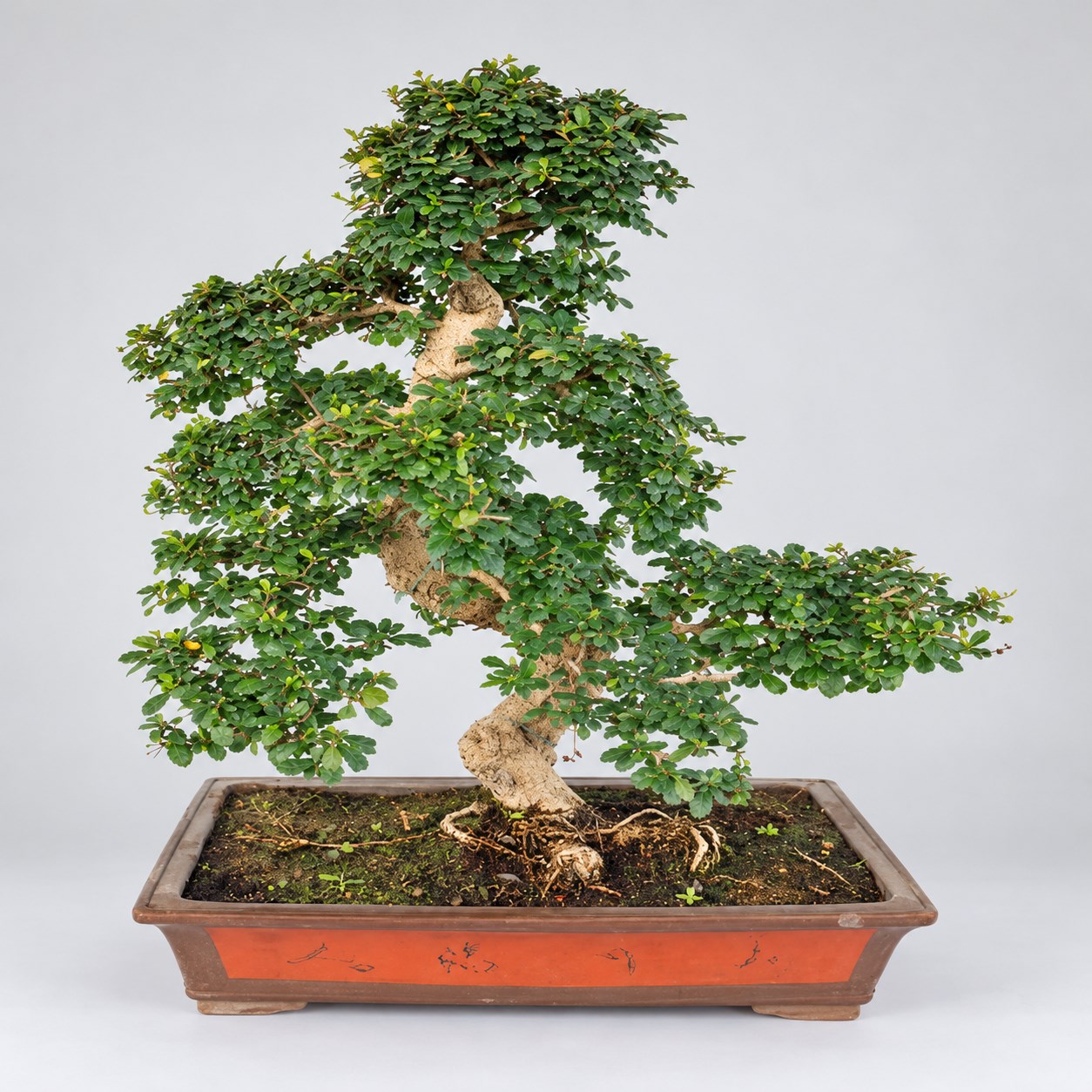 Carmona S Shape Bonsai — 60 cm Grade Featured Image