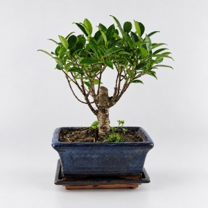 Ficus Ball Shape Bonsai — 15 cm Grade