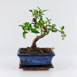 Ficus S Shape Bonsai — 15 cm Grade