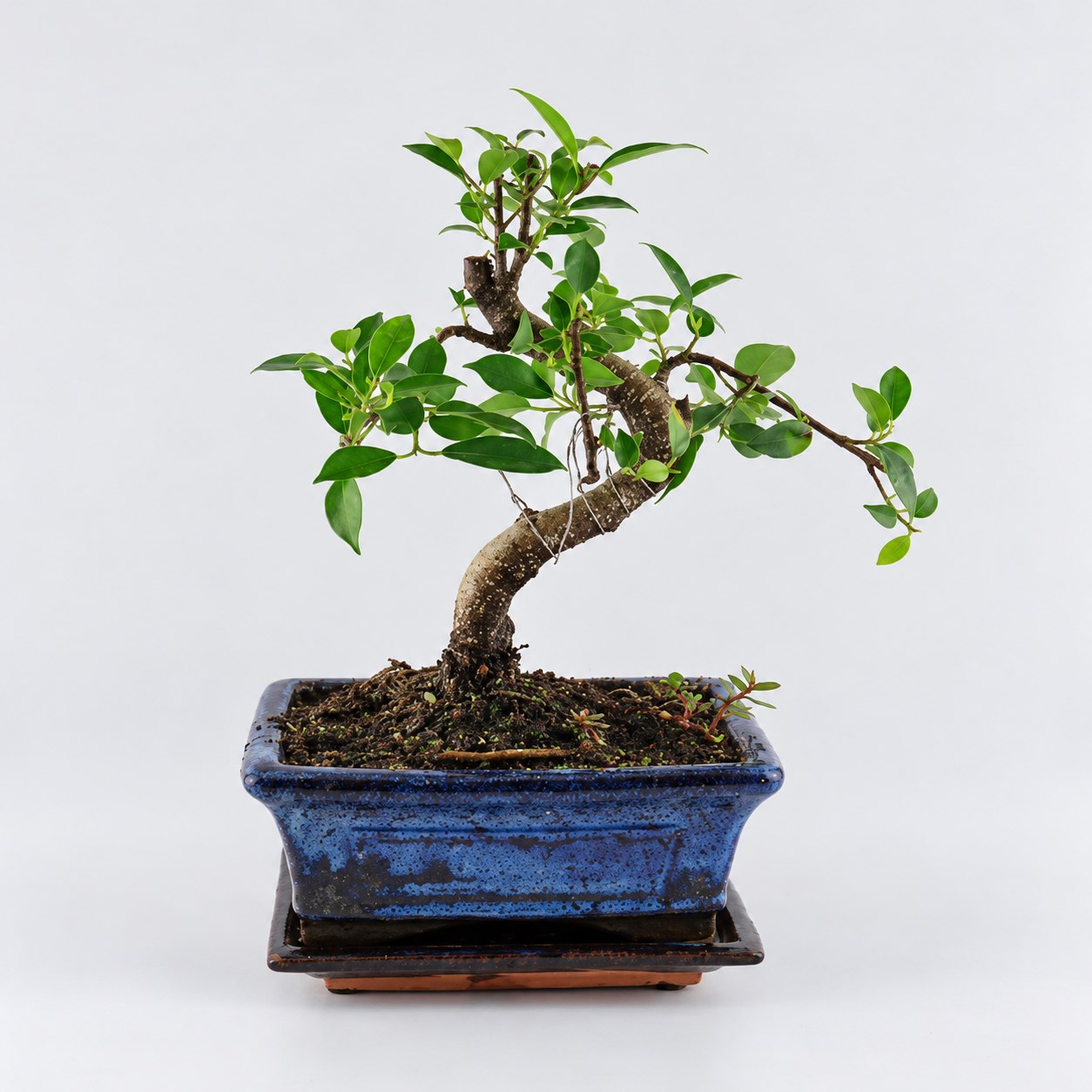 Ficus S Shape Bonsai — 15 cm Grade Featured Image