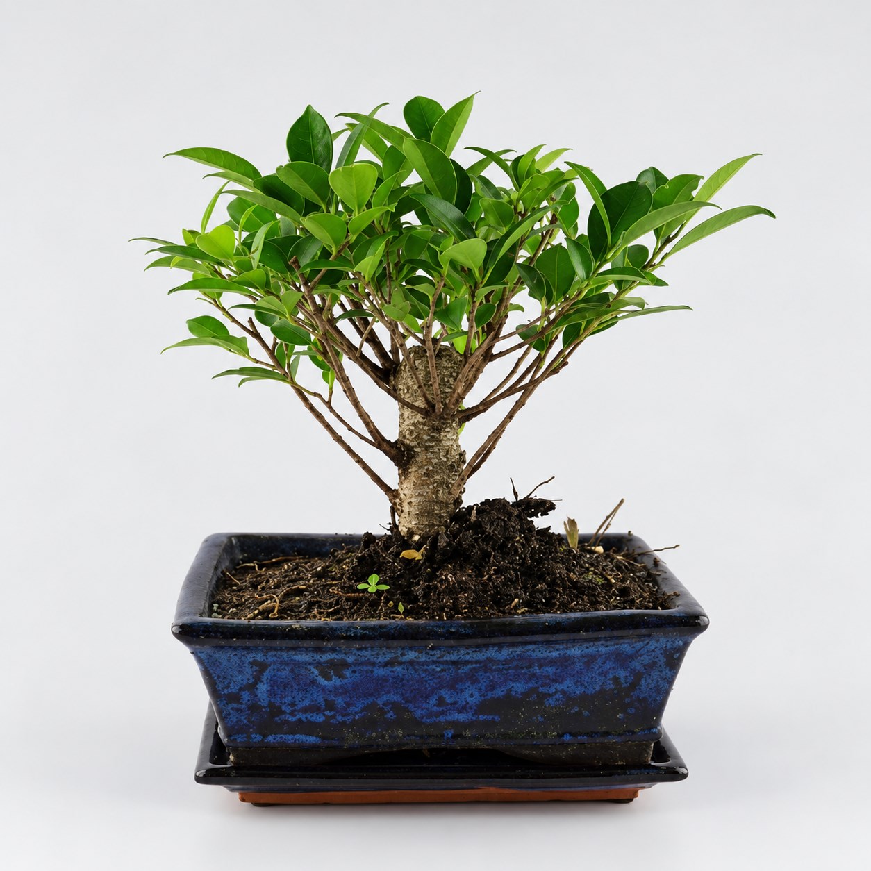 Ficus Ball Shape Bonsai — 20 cm Grade Featured Image