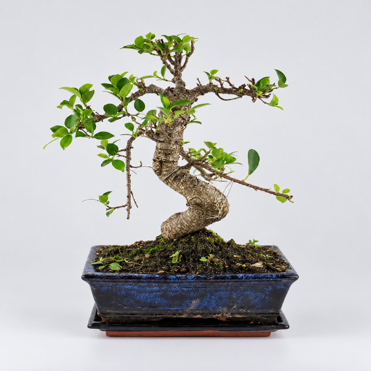 Ficus S Shape Bonsai — 20 cm Grade Featured Image