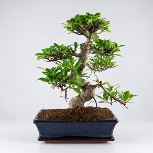 Ficus S Shape Bonsai — 25 cm Grade