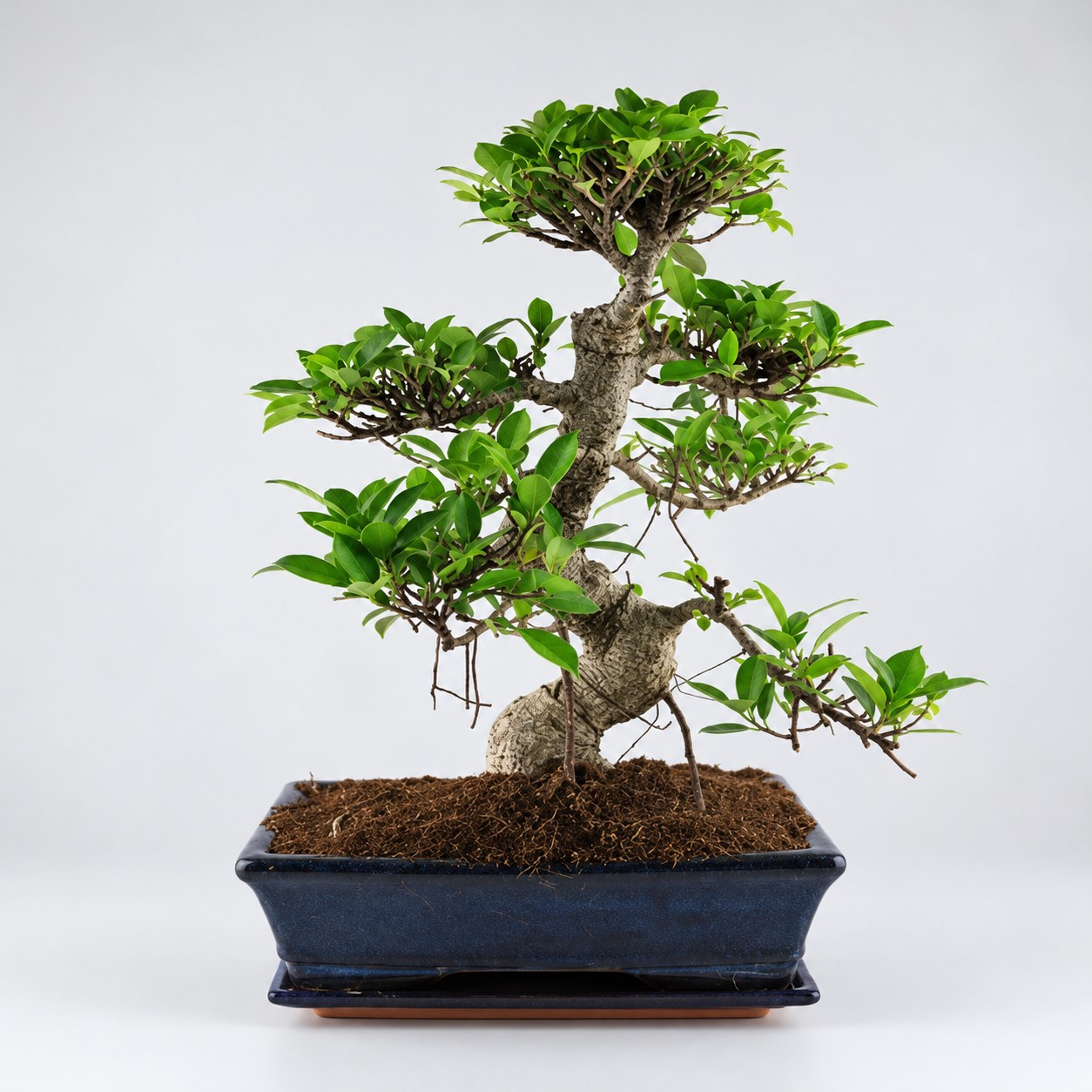 Ficus S Shape Bonsai — 25 cm Grade Featured Image