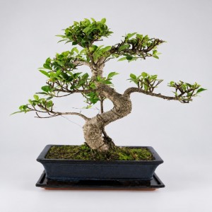 Ficus S Shape Bonsai — 30 cm Grade