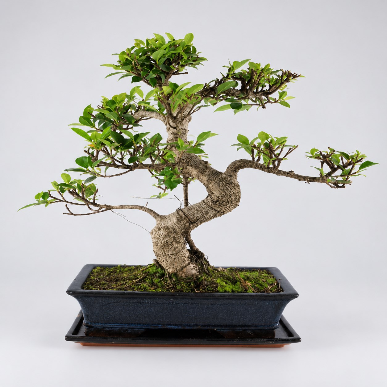 Ficus S Shape Bonsai — 30 cm Grade Featured Image