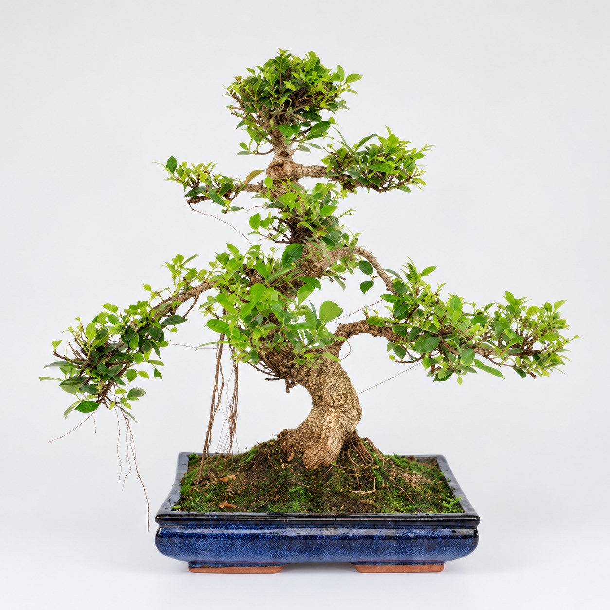 Ficus S Shape Bonsai — 35 cm Grade Featured Image