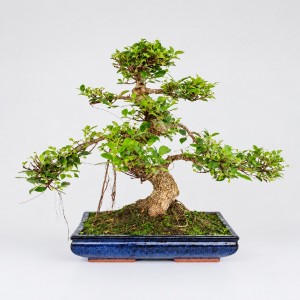 Ficus S Shape Bonsai — 40 cm Grade