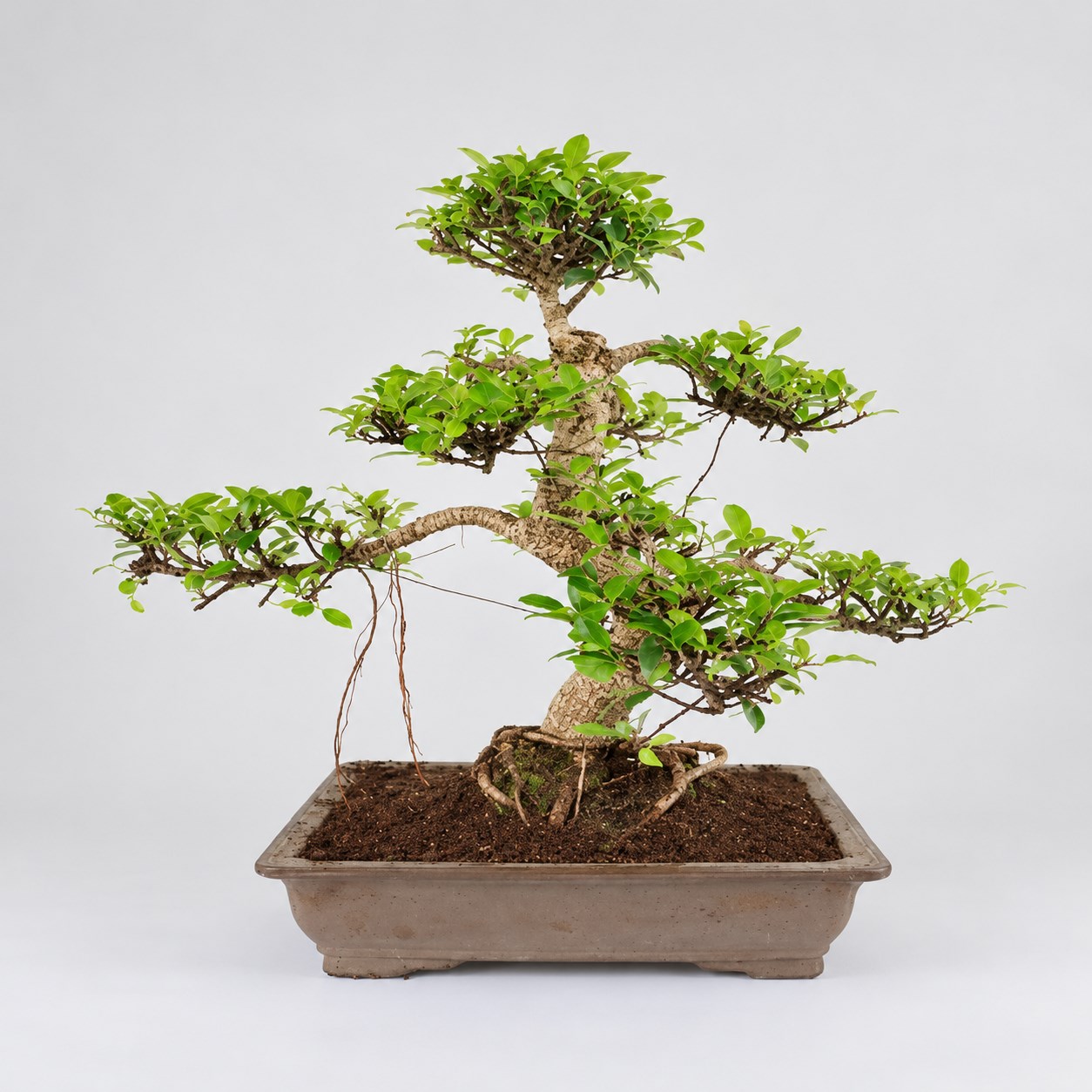 Ficus S Shape Bonsai — 45 cm Grade Featured Image