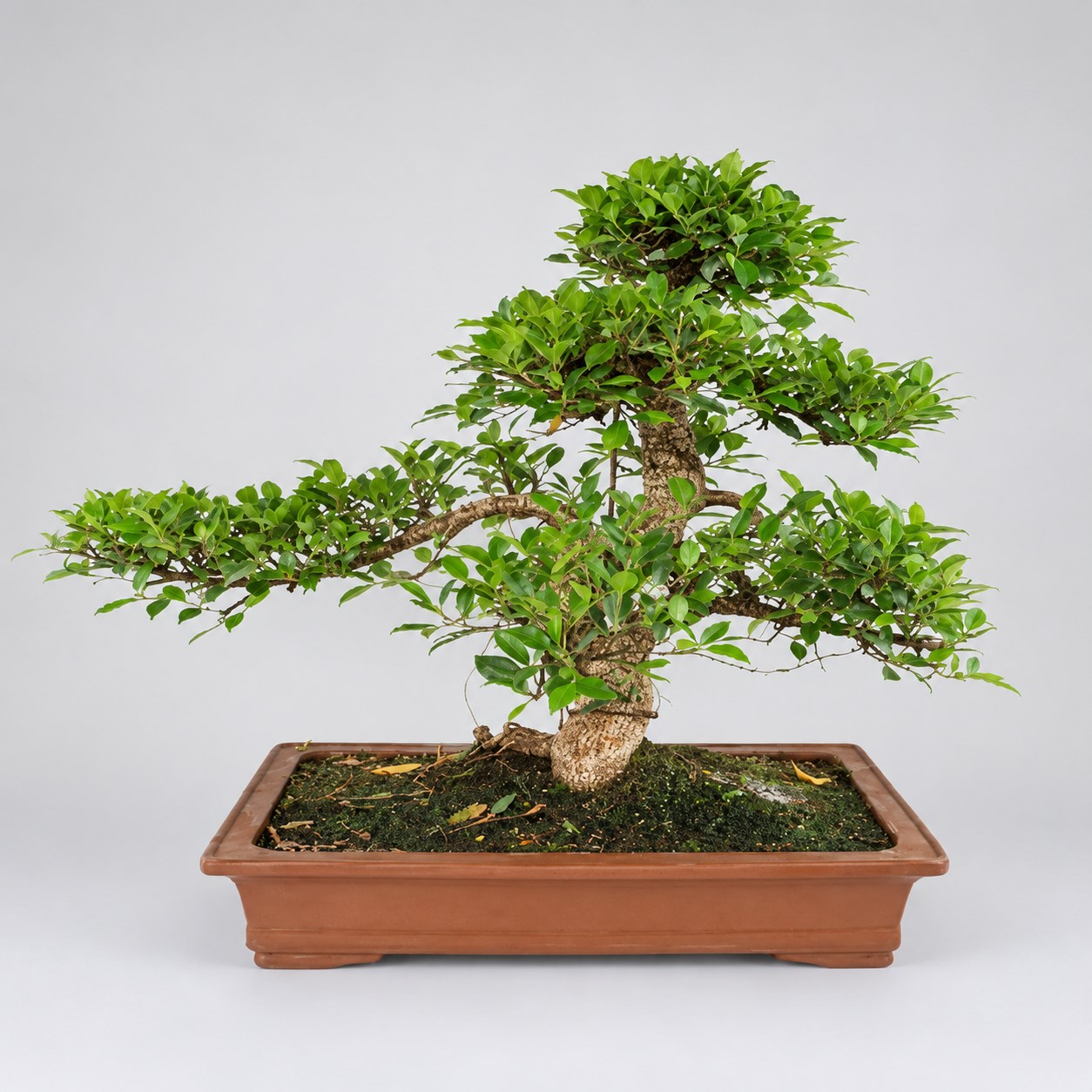 Ficus S Shape Bonsai — 50 cm Grade Featured Image