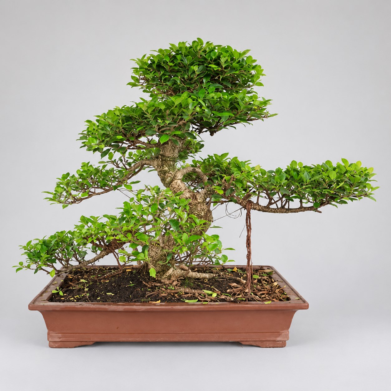Ficus S Shape Bonsai — 60 cm Grade Featured Image