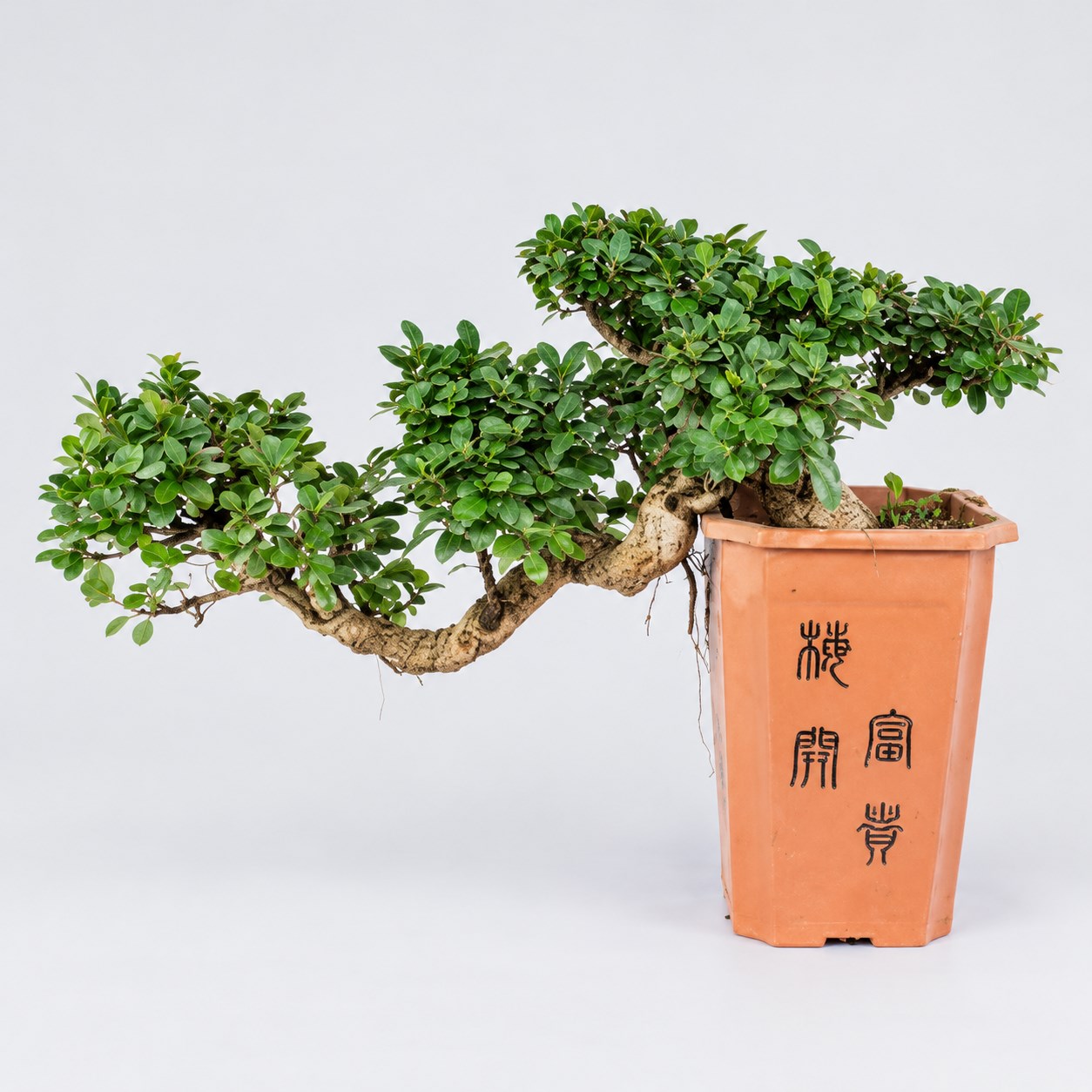Golden Money Ficus Cascade Bonsai — 50 cm Grade Featured Image