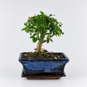 Ligustrum Ball Shape Bonsai — 15 cm Grade