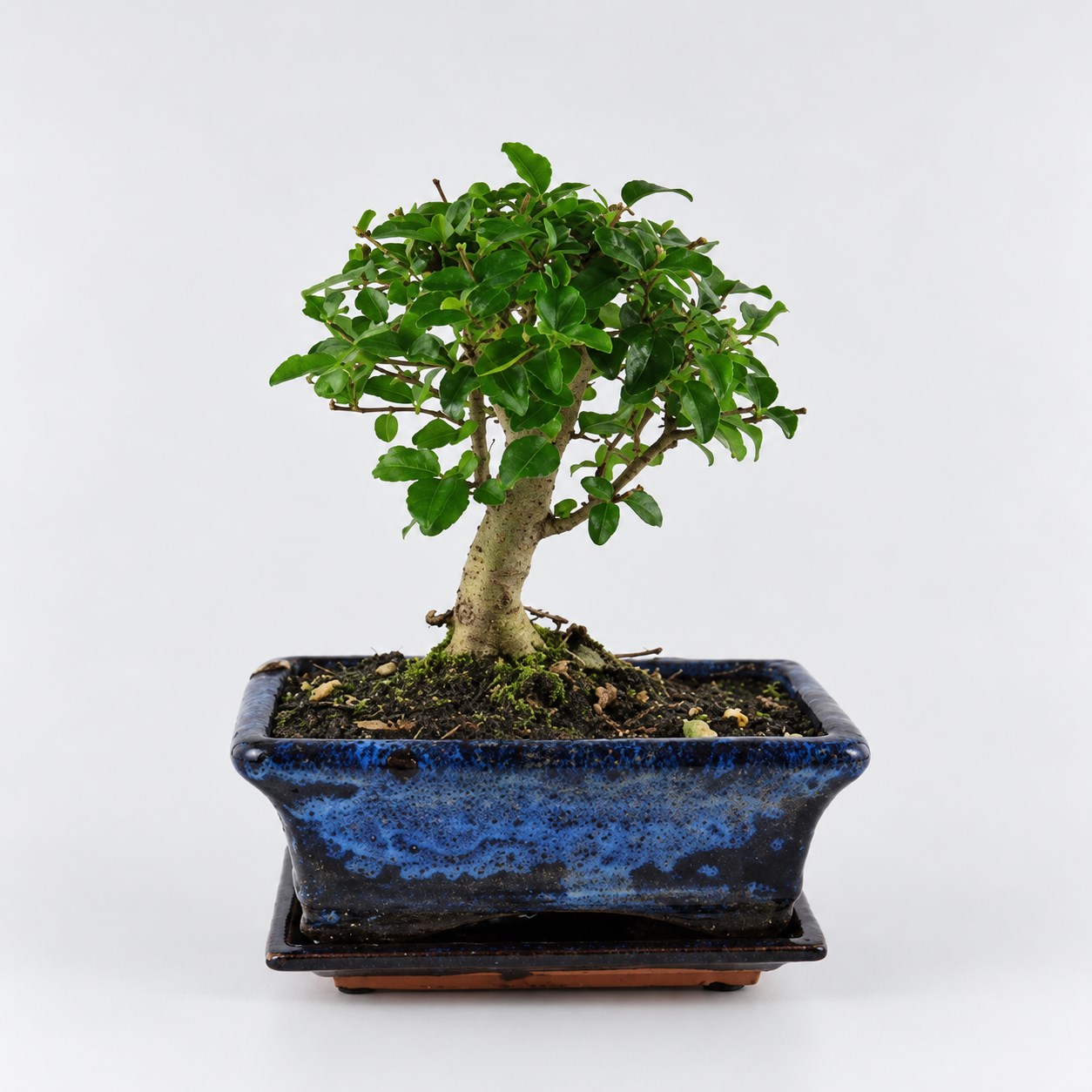 Ligustrum Ball Shape Bonsai — 15 cm Grade Featured Image