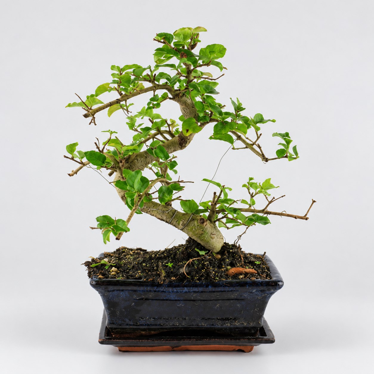 Ligustrum S Shape Bonsai — 15 cm Grade Featured Image
