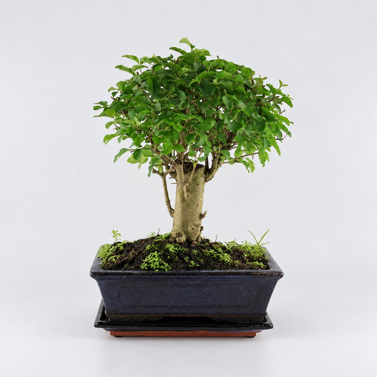 Ligustrum Ball Shape Bonsai — 20 cm Grade Featured Image