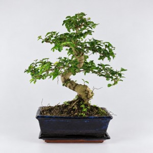 Ligustrum S Shape Bonsai — 20 cm Grade