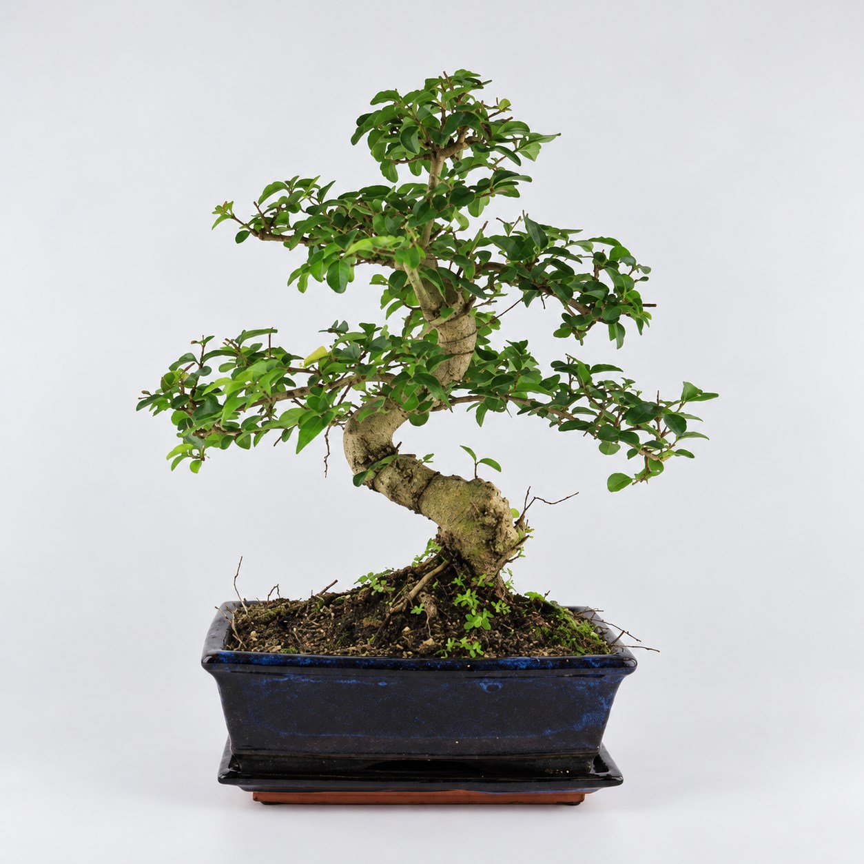 Ligustrum S Shape Bonsai — 20 cm Grade Featured Image