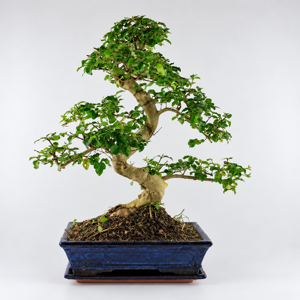 Ligustrum S Shape Bonsai — 25 cm Grade Featured Image
