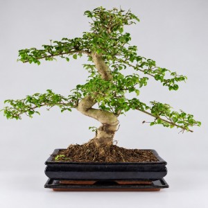 Ligustrum S Shape Bonsai — 30 cm Grade