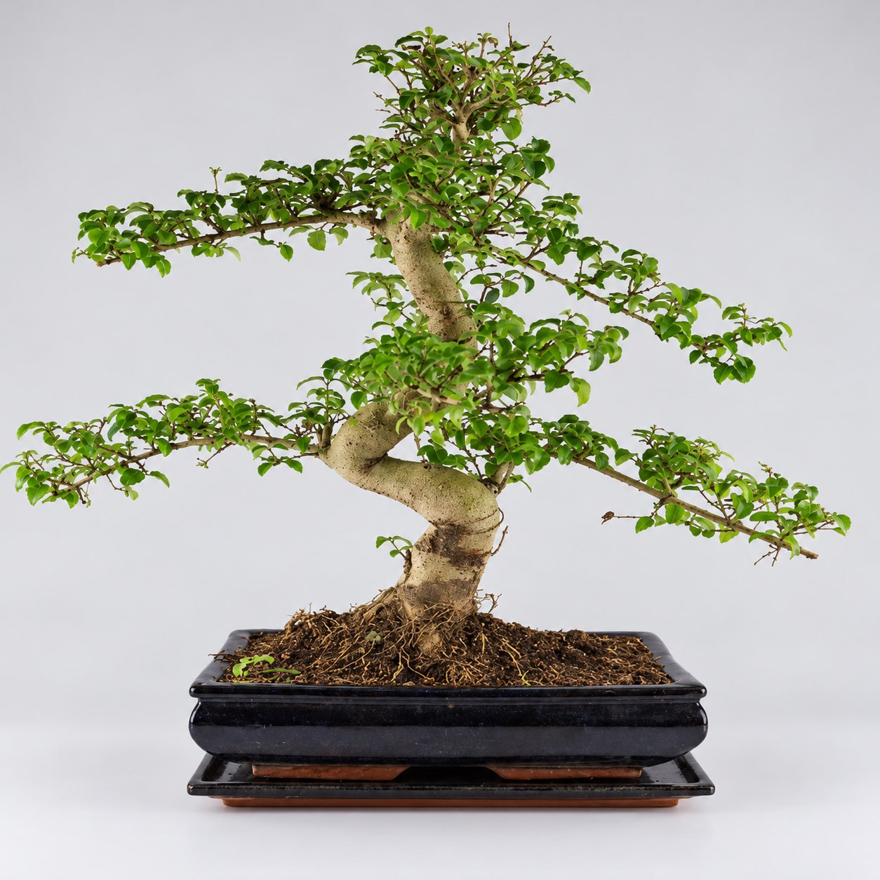 Ligustrum S Shape Bonsai — 30 cm Grade Featured Image