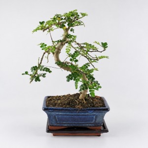 Zanthoxylum S Shape Bonsai — 15 cm Grade