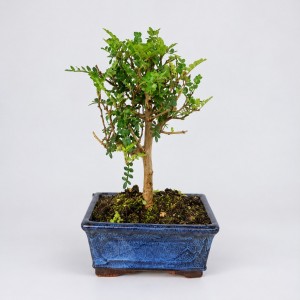 Zanthoxylum Ball Shape Bonsai — 20 cm Grade