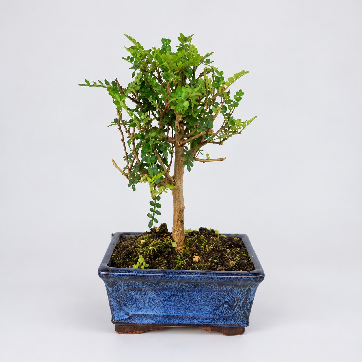 Zanthoxylum Ball Shape Bonsai — 20 cm Grade Featured Image