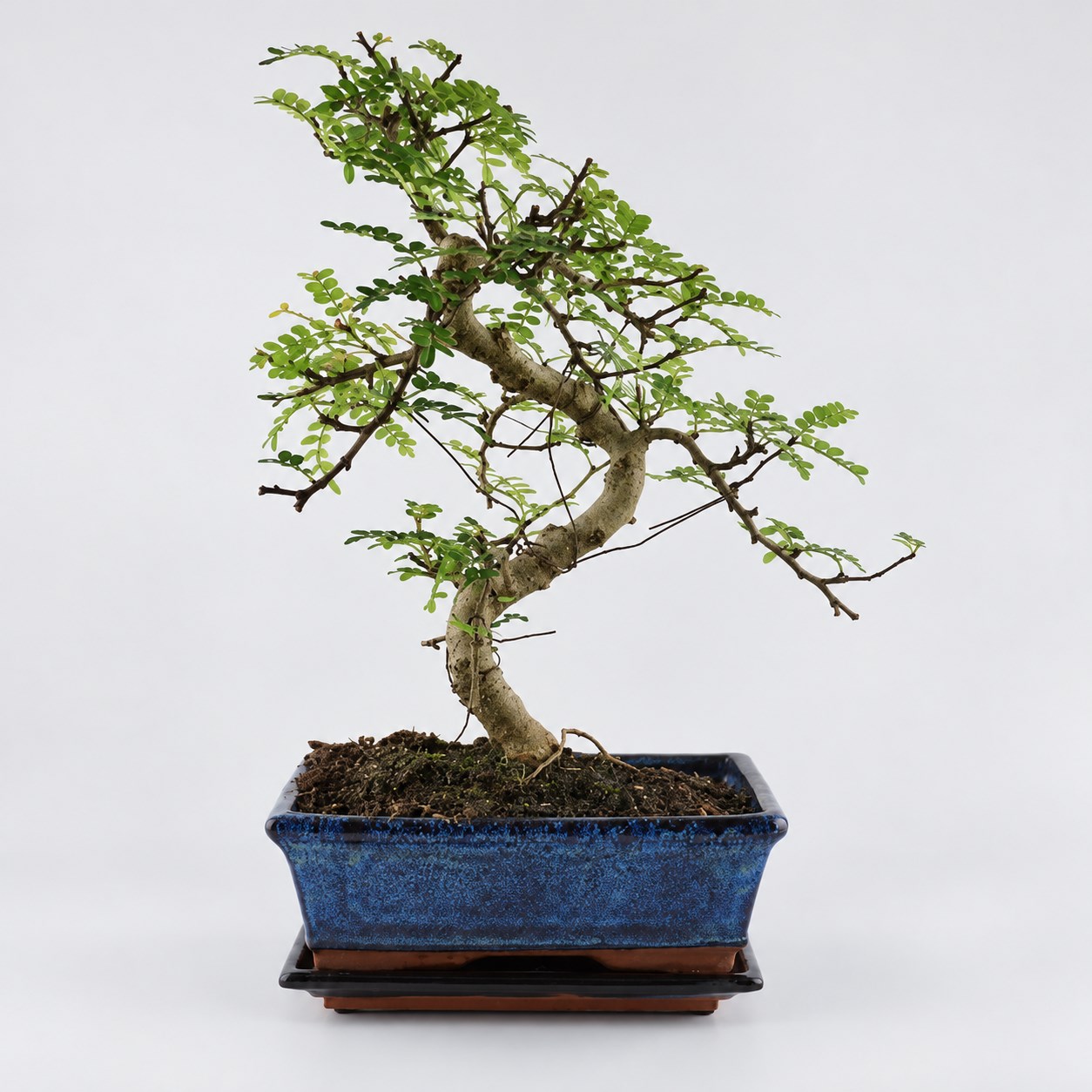 Zanthoxylum S Shape Bonsai — 20 cm Grade Featured Image