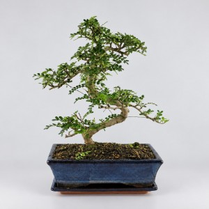 Zanthoxylum S Shape Bonsai — 25 cm Grade