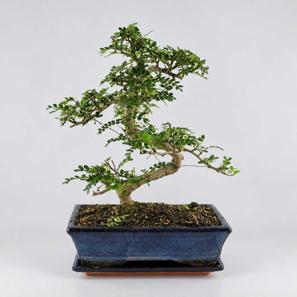 Zanthoxylum S Shape Bonsai — 25 cm Grade Featured Image