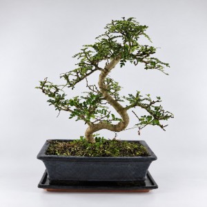 Zanthoxylum S Shape Bonsai — 30 cm Grade