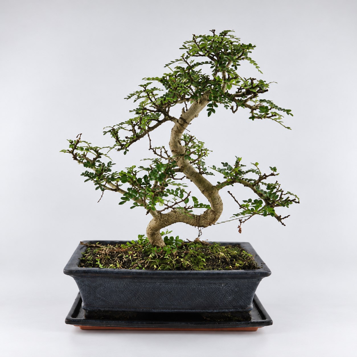 Zanthoxylum S Shape Bonsai — 30 cm Grade Featured Image