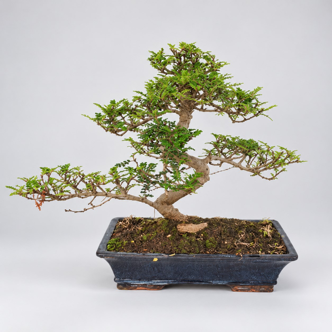 Zanthoxylum S Shape Bonsai — 35 cm Grade Featured Image