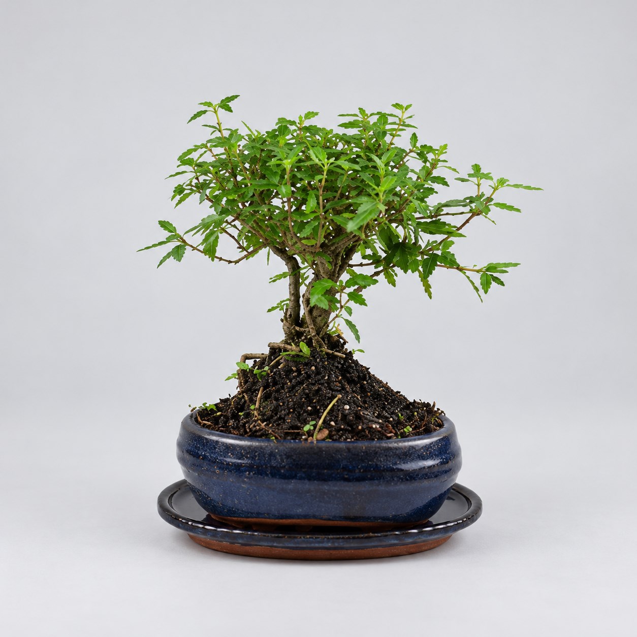 Serissa Ball Shape Bonsai — 15 cm Grade Featured Image