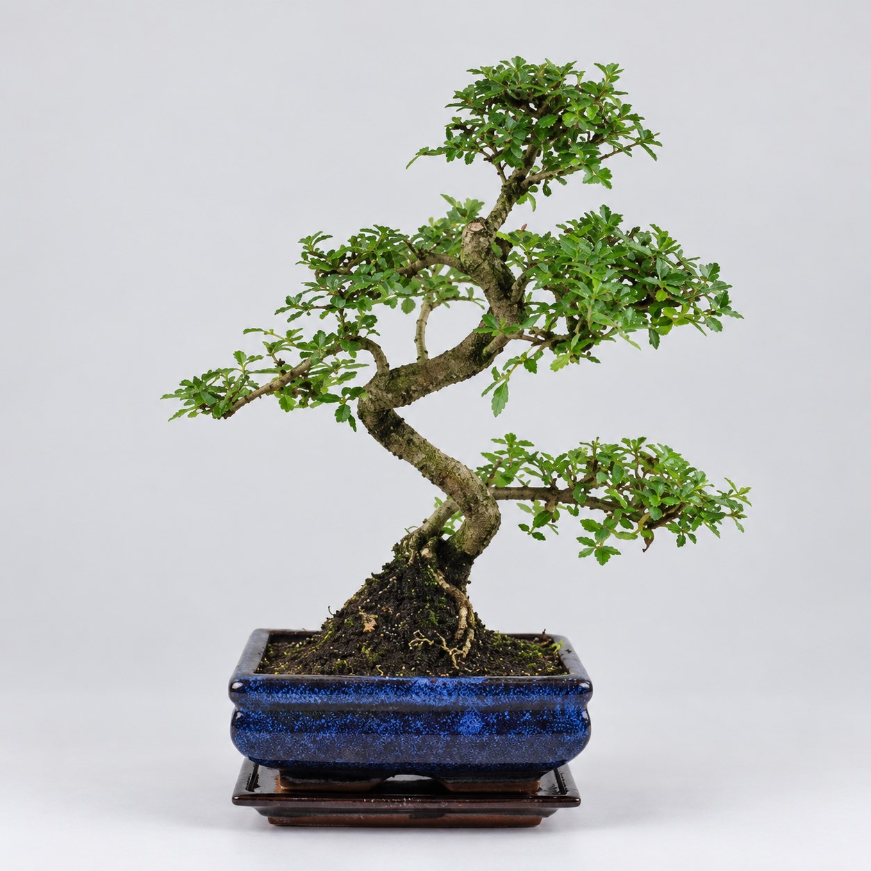 Serissa S Shape Bonsai — 15 cm Grade Featured Image