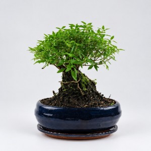 Serissa Ball Shape Bonsai — 20 cm Grade