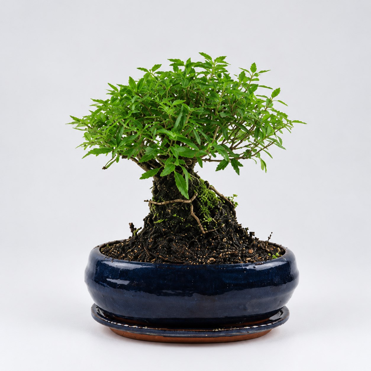 Serissa Ball Shape Bonsai — 20 cm Grade Featured Image
