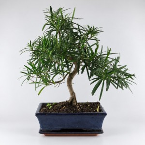 Podocarpus S Shape Bonsai — 25 cm Grade