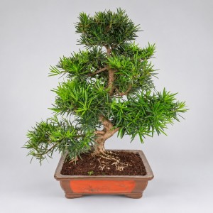 Podocarpus S Shape Bonsai — 50 cm Grade