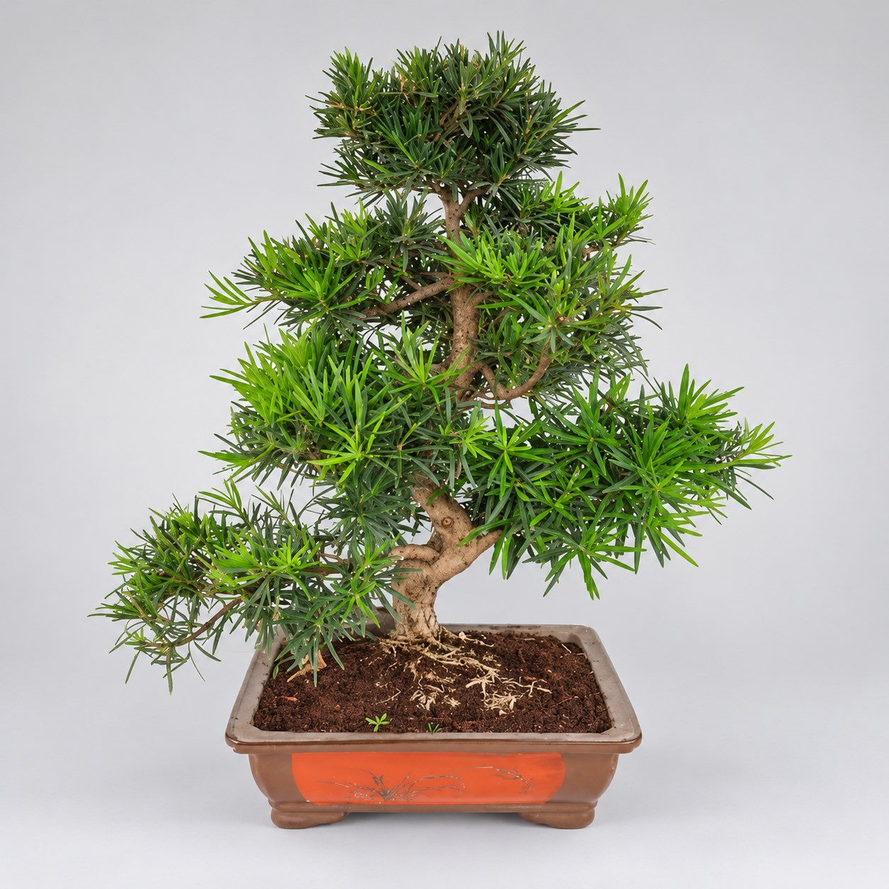 Podocarpus S Shape Bonsai — 50 cm Grade Featured Image
