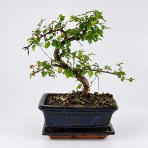 Sageretia S Shape Bonsai — 15 cm Grade