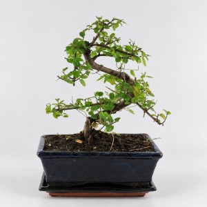 Sageretia S Shape Bonsai — 20 cm Grade