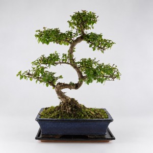 Sageretia S Shape Bonsai — 25 cm Grade