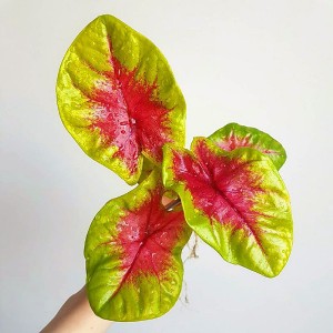 Caladium lemon blush