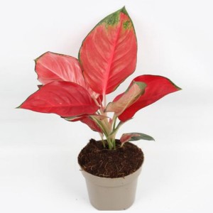 Aglaonema Red  China