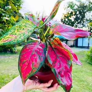 Aglaonema Red Ruyi