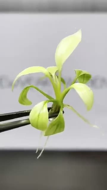 Homalomena rubescens Mint: rooted plantlet — original video cover